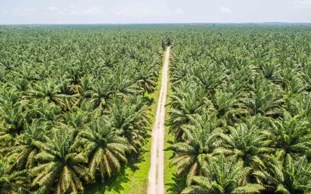 Plantation de Teck et de palmiers sélectionnés